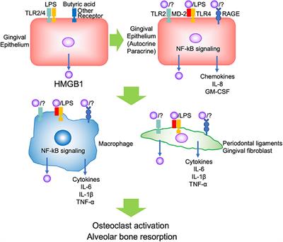 High Mobility Group Box 1 Expression in Oral Inflammation and Regeneration